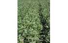 Property photo 1 - 100 Acres Land Auction